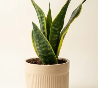 Snack plant