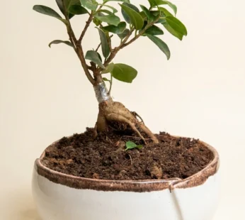 Ficus bonsai
