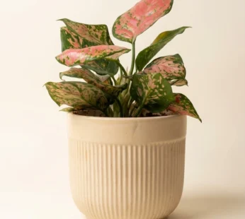 Aglaonema plant