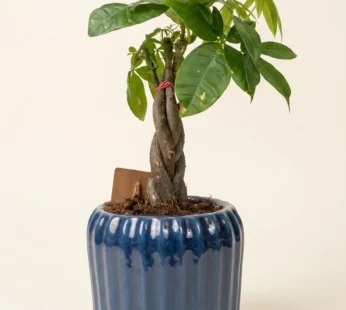 Pachira plant