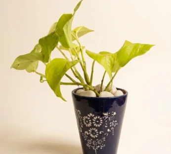 Money plants