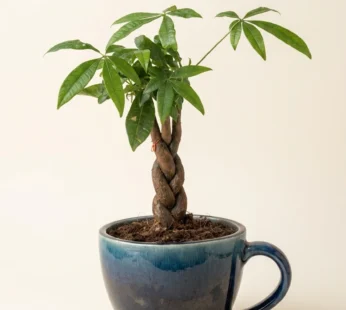 Money plant bonsai