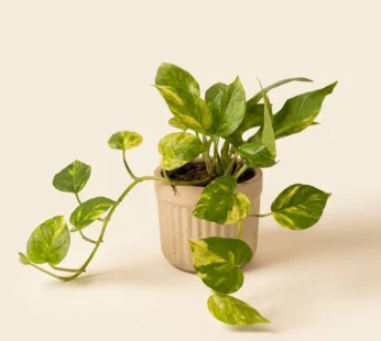 Money plant