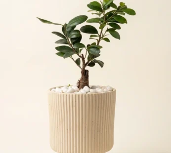 Bonsai plant