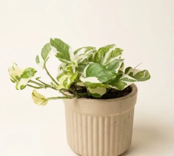 Money plant