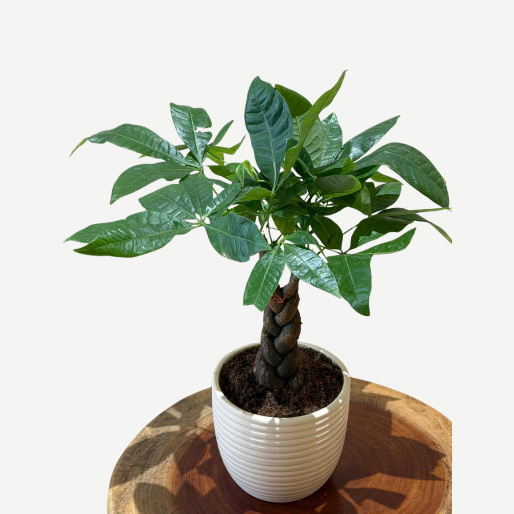 Indoor plants